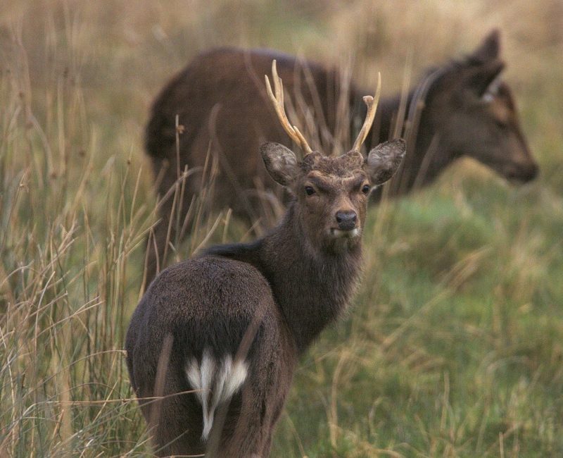 deers-7025285_1280
